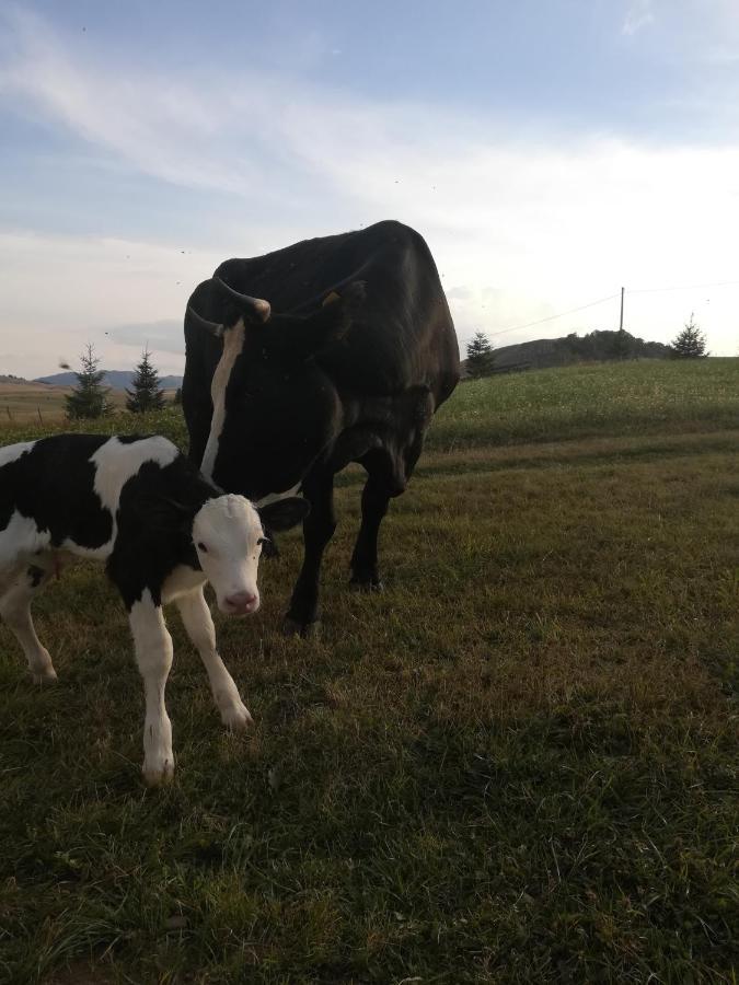 Organic Family Farm Hotel Žabljak Buitenkant foto