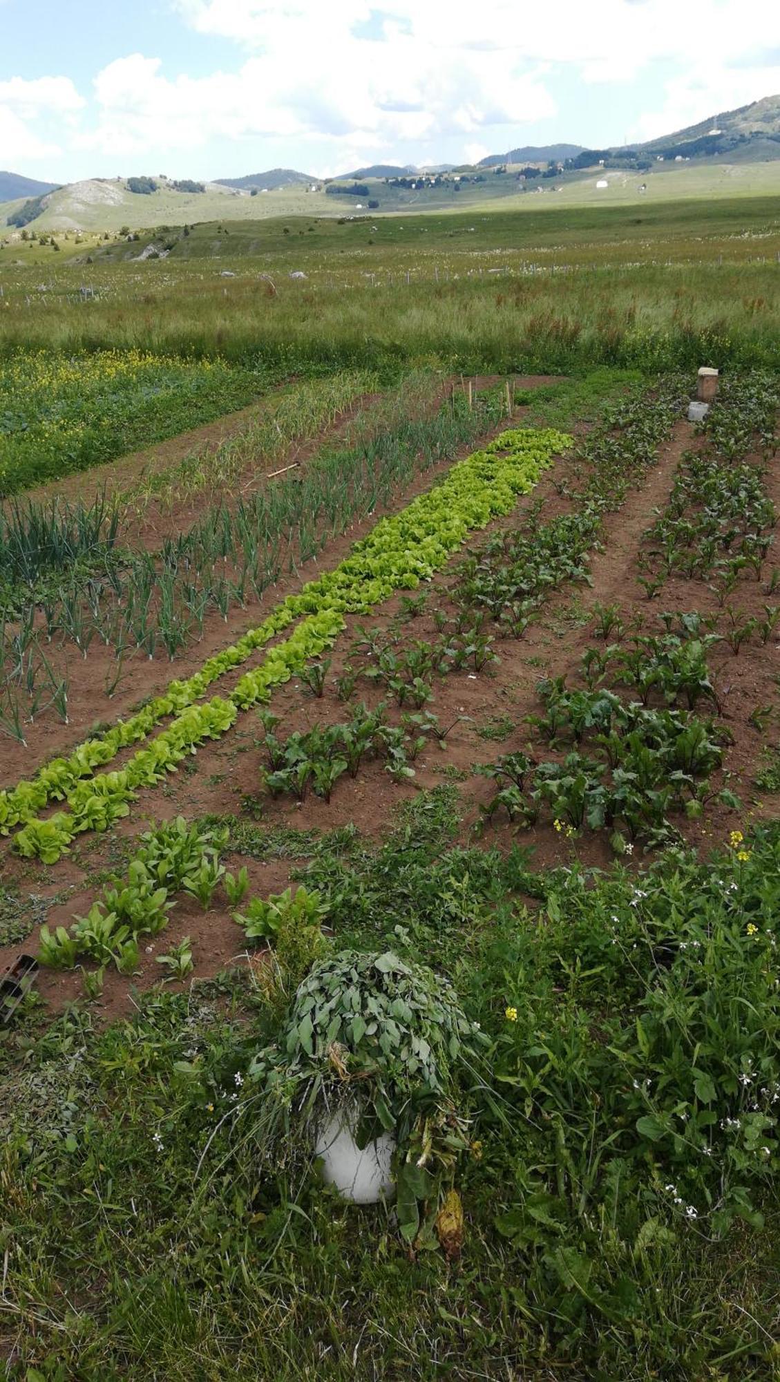 Organic Family Farm Hotel Žabljak Kamer foto