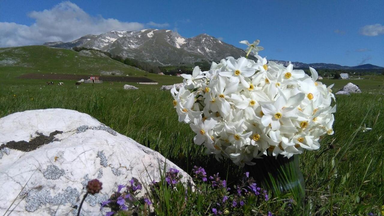 Organic Family Farm Hotel Žabljak Buitenkant foto