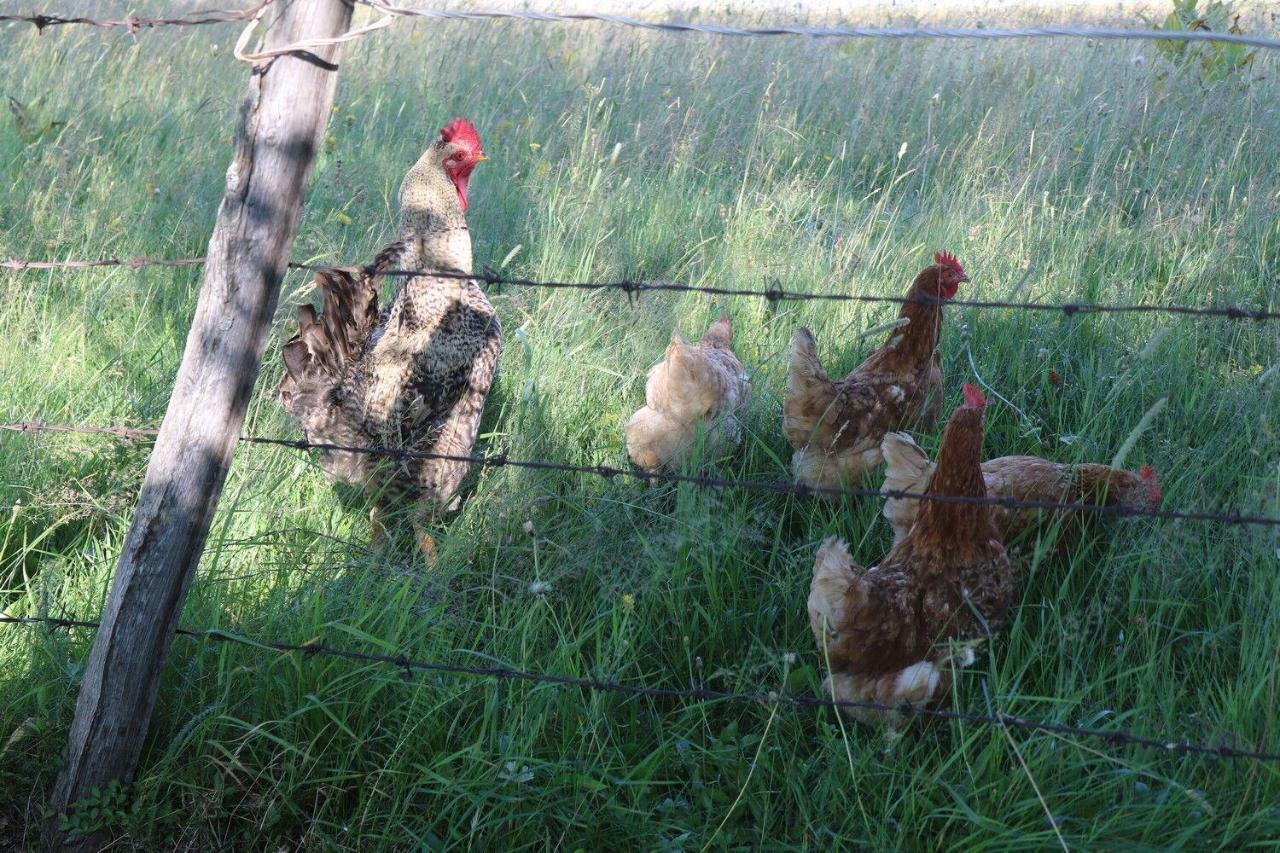 Organic Family Farm Hotel Žabljak Buitenkant foto